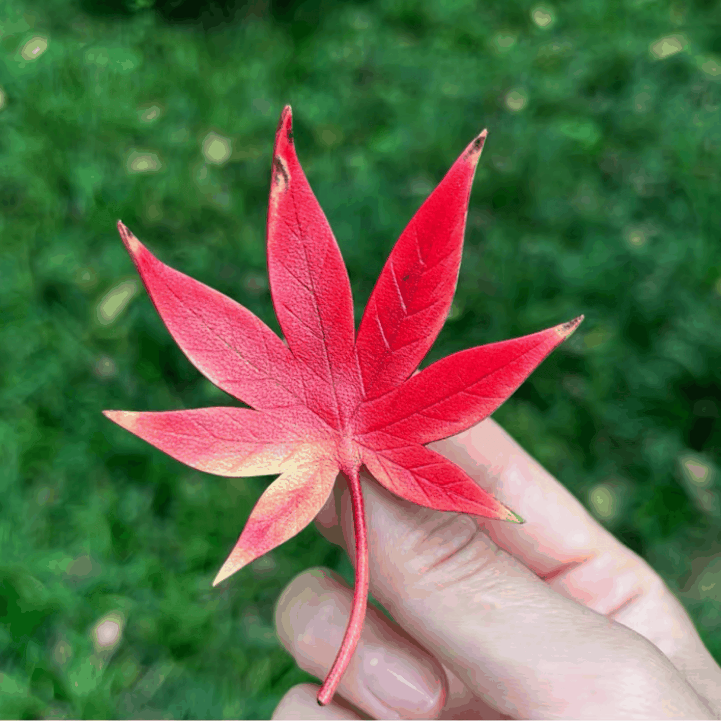 Handmade Brooch - Leaf Brooch Set, Ginkgo, Maple, Ivy Leaves