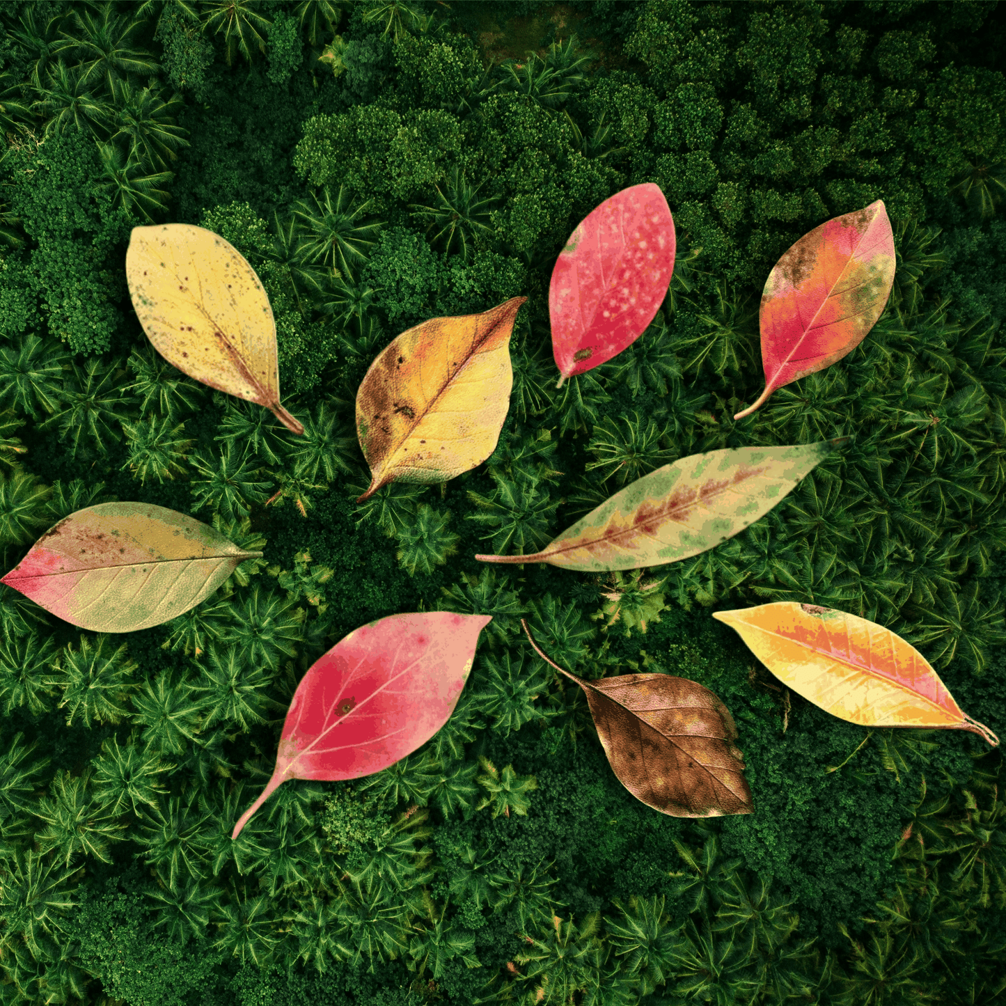 Handmade Brooch - Leaf Brooch, Leather Falling Leaves Brooch Set