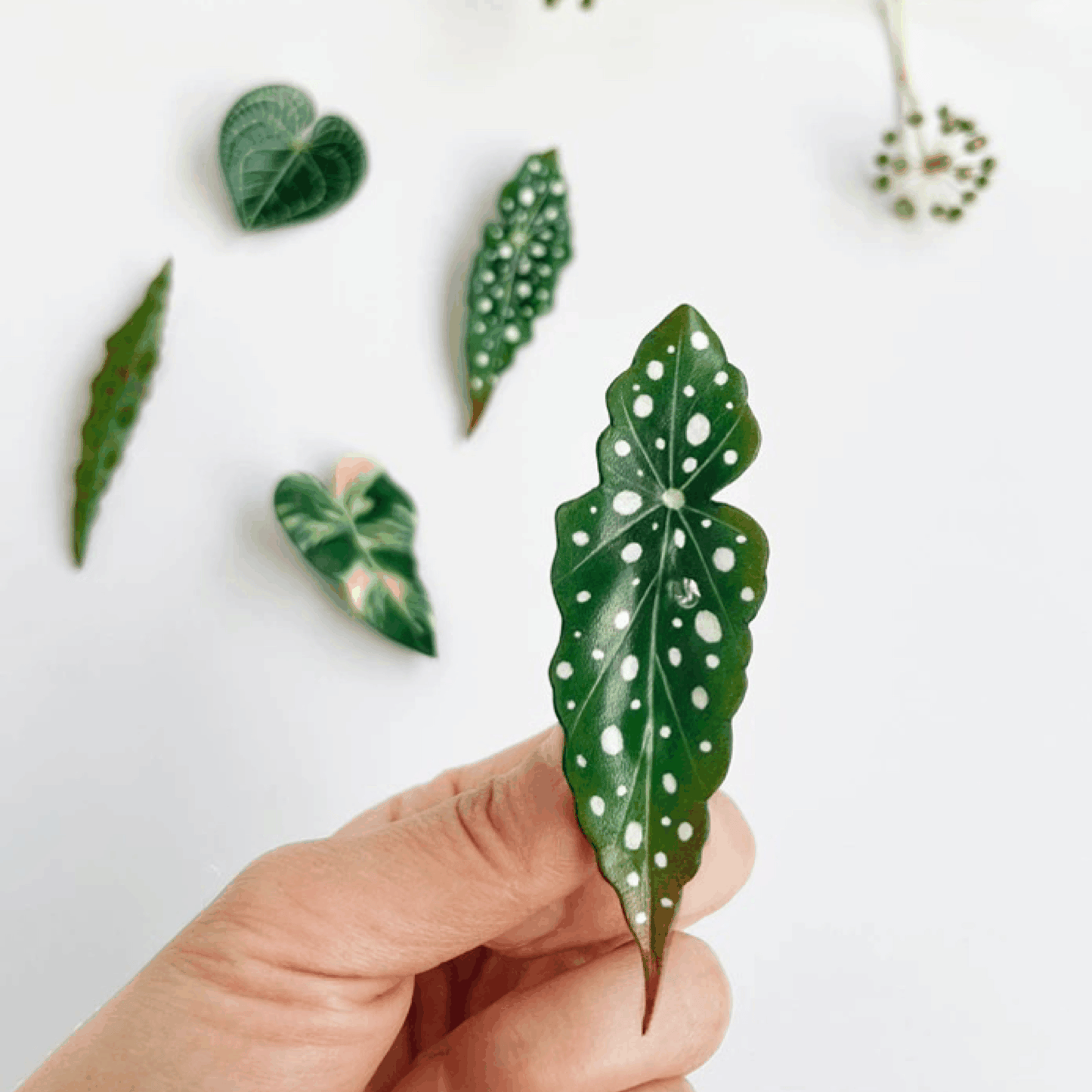 Handmade Brooch - Leather Leaf Brooch Set - Begonia, Bamboo Leaves