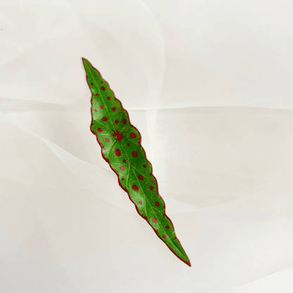 Handmade Brooch - Leather Leaf Brooch Set - Begonia, Bamboo Leaves